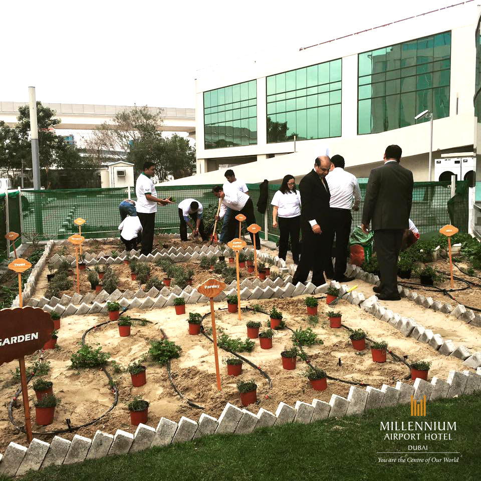 Millennium Airport Hotel Dubai Plants a Herb and Vegetable Garden