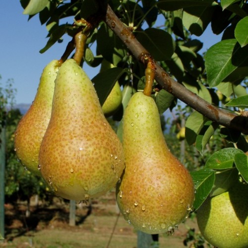 Pears are one of the products that will be highlighted during the campaign