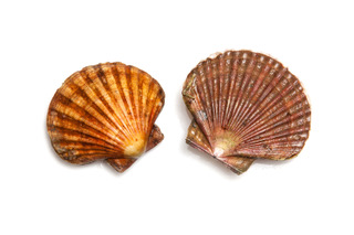 Fresh Scallops saltwater clams isolated on a white studio background.; Shutterstock ID 263007416